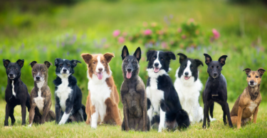 2023 Yılının En Popüler 10 Köpek İsmi