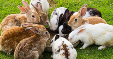 Anlaşılması Gereken 10 Doğal Tavşan Davranışı