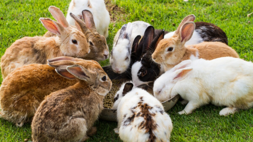 Anlaşılması Gereken 10 Doğal Tavşan Davranışı