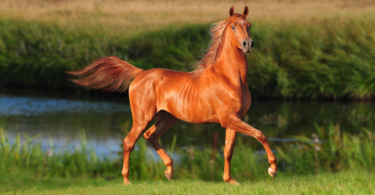 At Davranışlarıyla İlgili 10 Efsane
