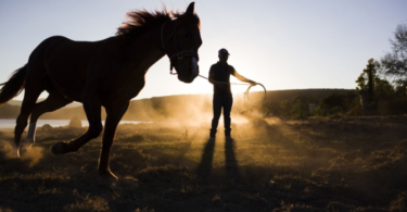 Atlarla İlgili 10 Kariyer ve Bunları Nasıl Takip Edebilirsiniz?