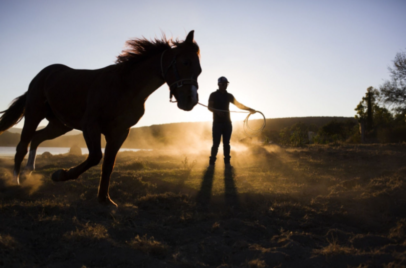 Atlarla İlgili 10 Kariyer ve Bunları Nasıl Takip Edebilirsiniz?