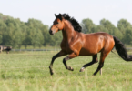 Dünyanın En Hızlı ve Çevik 10 At Cinsi