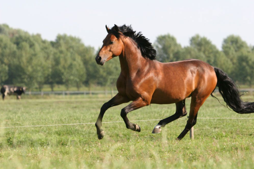 Dünyanın En Hızlı ve Çevik 10 At Cinsi