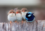 Ebeveynlik Becerileriyle Bilinen 10 Kuş