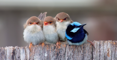 Ebeveynlik Becerileriyle Bilinen 10 Kuş