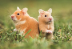 Evcil Hayvan Olarak En Popüler 10 Cüce Hamster Irkı