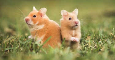 Evcil Hayvan Olarak En Popüler 10 Cüce Hamster Irkı