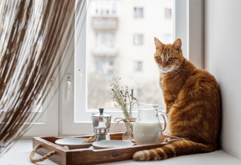 Evinizdeki Kedi Alerjenlerini Azaltmak için 10 Kesin İpucu