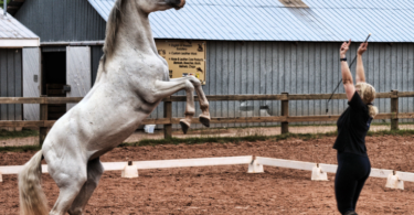 Genç Bir Atı Başarılı Bir Şekilde Eğitmek için 10 İpucu