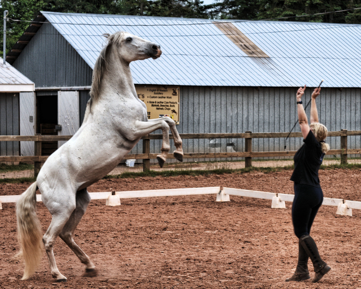 Genç Bir Atı Başarılı Bir Şekilde Eğitmek için 10 İpucu