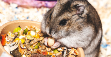 Hamsterinizi Ödüllendirecek 10 Sağlıklı Sebze ve İkramlar