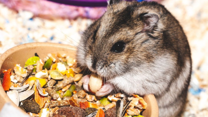 Hamsterinizi Ödüllendirecek 10 Sağlıklı Sebze ve İkramlar