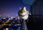 Mutlu Bir Kedi Yaşamı için 10 Kedi Dostu Şehir