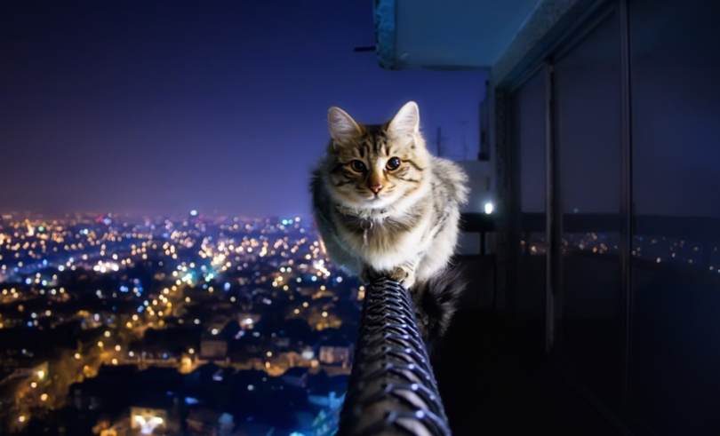 Mutlu Bir Kedi Yaşamı için 10 Kedi Dostu Şehir