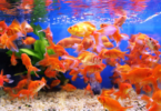 Tatlı Su Akvaryumunuz İçin 10 Temel Egzotik Balık