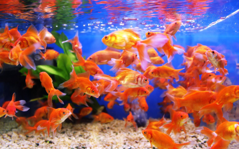 Tatlı Su Akvaryumunuz İçin 10 Temel Egzotik Balık