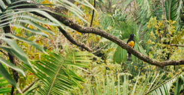 Tropikal ormanların 10 önemli kuşu