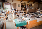 Yaşam Alanınızı Kedilerden Korumak için 10 Kusursuz İpucu