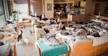Yaşam Alanınızı Kedilerden Korumak için 10 Kusursuz İpucu